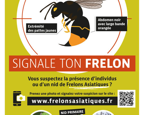 Frelon asiatique : appel à la vigilance !