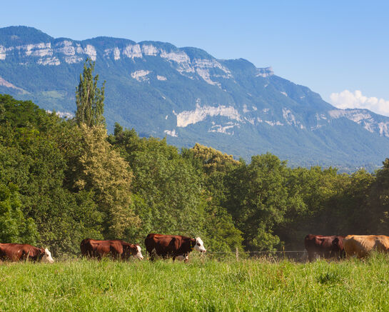 Divagation des chiens dans les champs